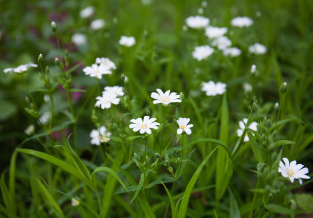 White flowers of Chickweed lanceolata, spring flowers in the forest, the beauty of forest herbs. macro, close-up,
