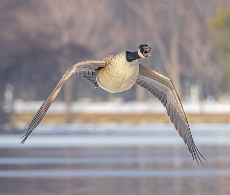Canada goose flying low and honking loudly, as he cruises over frozen pond in Winter.