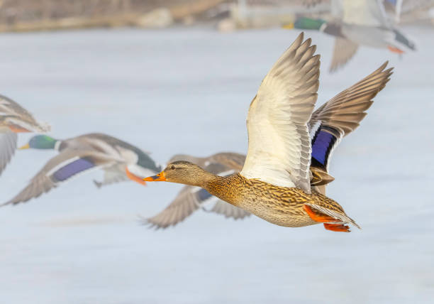 istock Female mallard duck in flight 1997742536