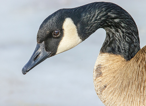 Daytime side view close-up of a single Canada Goose (Branta Canadensis) standing on the edge of a lake, being alert while looking ahead in the direction of the water