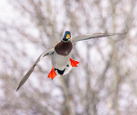 Male Drake Mallard duck descending as he prepares to land on Winter ice.