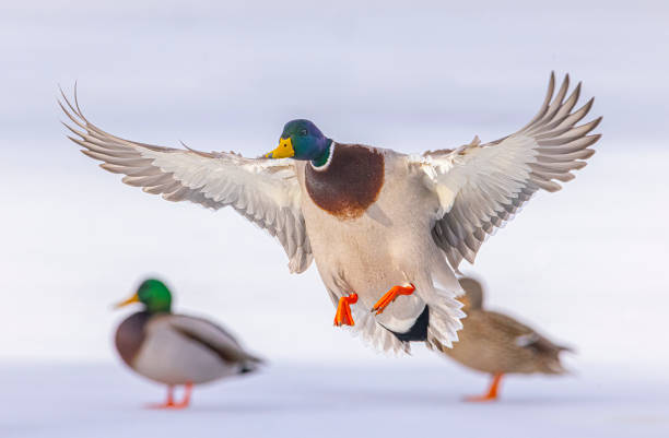 istock Male Drake Mallard duck descending 1997750168