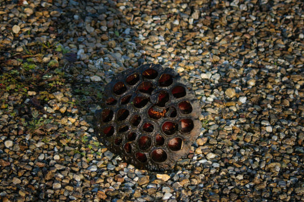 A withered lotus with lots of holes