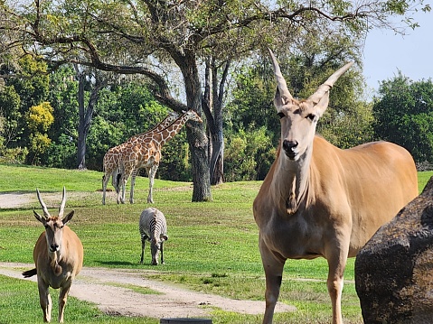 This is a picture taken at what appears to be a safari park or open zoo. In the foreground, there are two antelopes with beige coats and long, curved horns, possibly Elands. One is facing the camera while the other is walking towards the camera from the left. In the background, a giraffe with its distinctive long neck and spotted pattern is visible, browsing on the leaves of a tree. To the right of the giraffe, you can see a zebra with its unmistakable black and white striping, peacefully grazing. The setting is a grassy area with trees and a clear sky, suggesting it is a pleasant, sunny day.