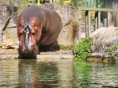 The picture shows a large hippopotamus entering a body of water from a rocky edge. The hippo appears to be just about to submerge its head, as its feet are in the water and its face is close to the water's surface. Behind the hippo, there is a sturdy fence, suggesting that the scene is in a controlled environment, like a zoo or wildlife sanctuary. Lush green plants can be seen both along the waterline and on the rocky terrain. The water is calm and reflects the natural light, indicating it might be a sunny day. Overall, it's an image of a hippopotamus in a serene and well-maintained habitat.
