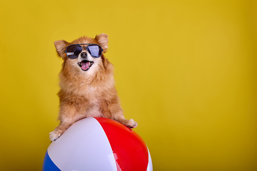 Funny little fluffy dog in sunglasses on sitting on an inflatable ball. A domestic dog of the Spitz breed sticks out its tongue on a yellow background in a funny way