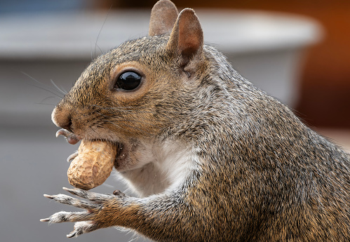 A Gray Squirrel on the backyard deck with a peanut