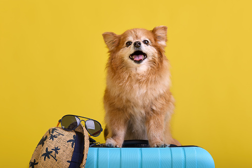 Four-legged pet is waiting to be sent on vacation with a suitcase. Fluffy Spitz traveler sitting on a blue suitcase waiting for departure.