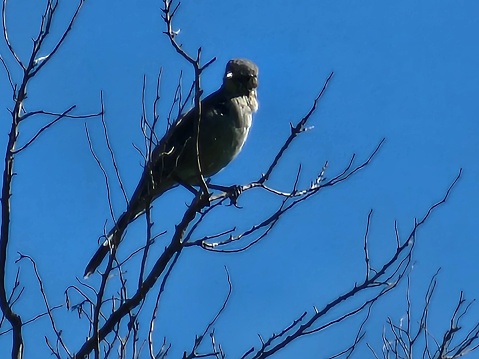 The picture shows a single bird perched on the thin, bare branches of a tree. The sky in the background is a clear and vivid blue, suggesting that the image was taken on a bright, cloudless day. The branches appear delicate and many point upwards, creating a somewhat sparse yet intricate pattern against the sky. The bird is looking towards the left of the frame and has a lighter colored chest with a dark head, possibly indicating a form of natural camouflage or species-specific markings. It appears calm and observant in its solitary position.