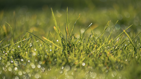 Close up of fresh thick green grass with water drops in the early morning nice lighting