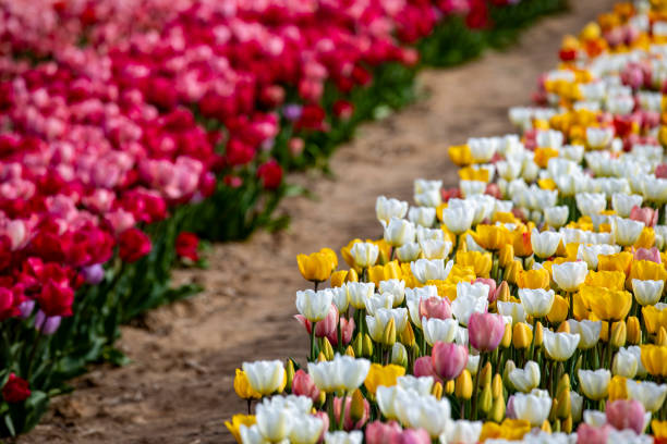 These are colorful tulips found at Wolf Pine Hollow in Hancock NH