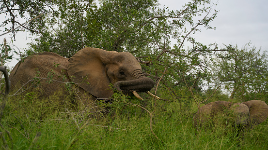 A large elephant eating grass at Kruger National Park in South Africa
