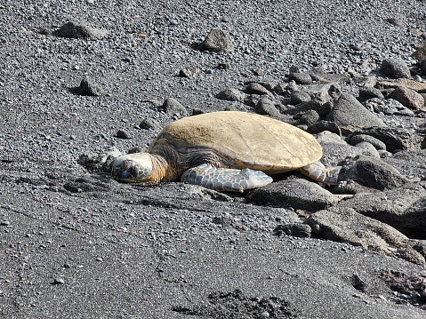 The picture shows a large sea turtle resting on a rocky beach with black volcanic sand. The turtle's shell appears to be a sandy brown color, which contrasts with the dark color of the beach. The reptile has its flippers tucked close to its body, and its head slightly turned as if it's resting or soaking up the sun. The terrain around the turtle is quite rugged, with various sized rocks and pebbles scattered across the sand, suggesting that the beach is likely near a volcanic area. There is no water visible in the photo, so the turtle is currently on land, perhaps taking a break from swimming.