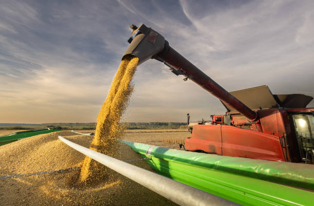 istock Combine transferring soybeans after harvest 1997793925