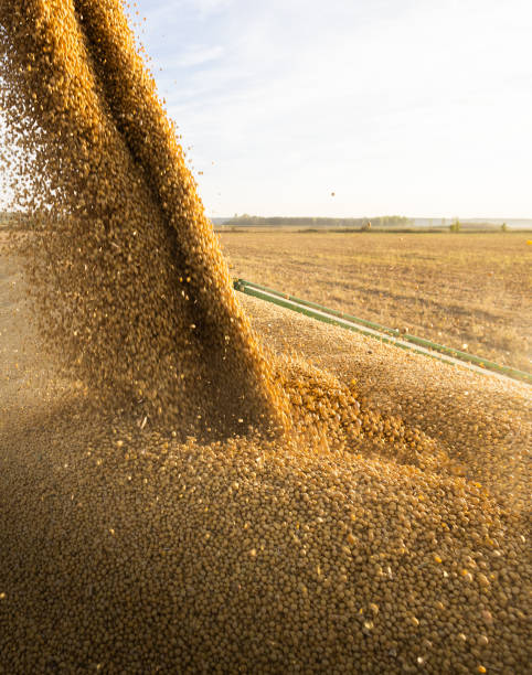 istock Combine transferring soybeans after harvest 1997794246