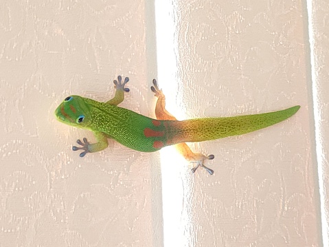 The picture shows a bright green lizard adhered to a pale textured surface, possibly a wall or ceiling. The lizard appears to be a gecko, given its prominent, sticky footpads which are characteristic of the ability to climb smooth surfaces. The gecko has a vibrant green body that gradients into a light yellowish color towards its underbelly. It has dark, well-defined stripes around its neck and red markings on its flank which could potentially be indicative of its specific species. Its eyes are large with rounded pupils, a common feature of geckos as many species are nocturnal. The lighting on the gecko is bright, suggesting it might be under direct sunlight or a strong artificial light, casting a minimal shadow to its right side. The simplicity of the background brings a clear focus to the details of the gecko's anatomy and the variations in its scale patterns and coloration.