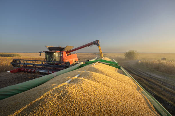 istock Combine transferring soybeans after harvest 1997798626