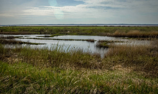 istock bright landscape with lake shore, flooded lake meadows, first spring greenery, wallpaper 1997815281