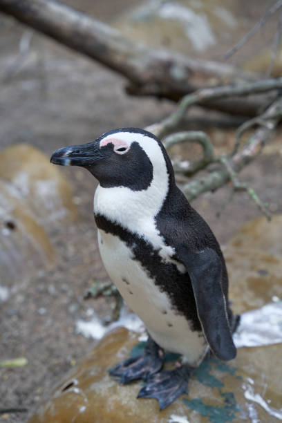istock African penguin (Spheniscus demersus) in the wild 1997818019