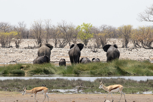 A group of Elefants and Springbocks standing next to a waterhole