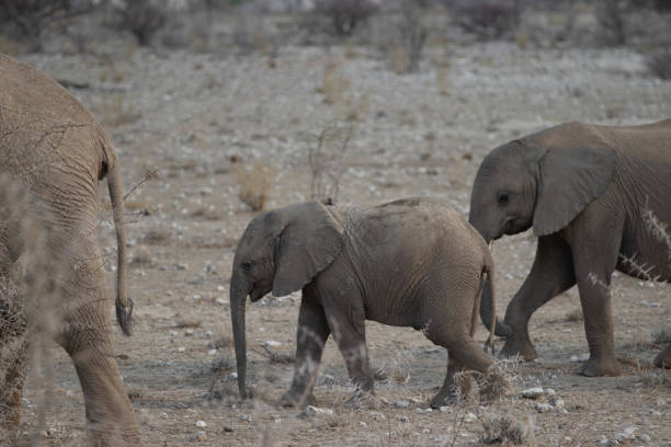 istock Namibian Wildlife 1997827243