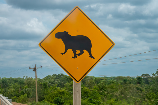 Capybara crossing road sign in Pampas region of Rurrenabaque on the Beni river, Beni Department, AmazonÃ­a, Bolivia