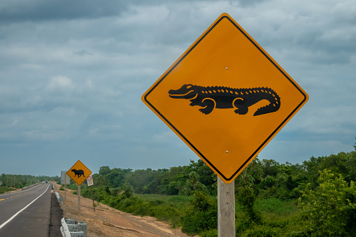 Caiman and capybara crossing road sign in Pampas region of Rurrenabaque on the Beni river, Beni Department, AmazonÃ­a, Bolivia