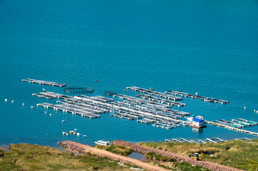 Thriving trout fish farming (pisciculture) on the shores of lake Titicaca Lake, Bolivia