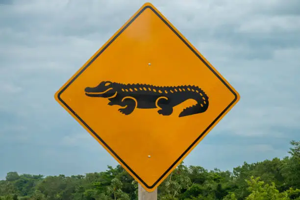 Photo of Caiman crossing road sign in Pampas region of Rurrenabaque on the Beni river, Beni Department, AmazonÃ­a, Bolivia