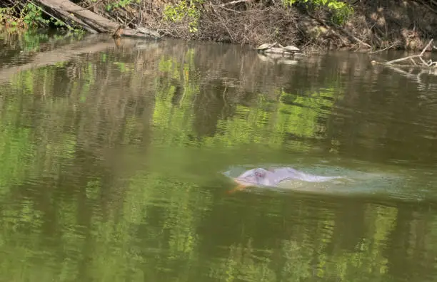 Photo of Amazon river dolphin (Inia geoffrensis), also known as the boto, bufeo or pink river dolphin, Santa Rosa de Yacuma Protected Park, Rurrenabaque, Beni, Bolivia