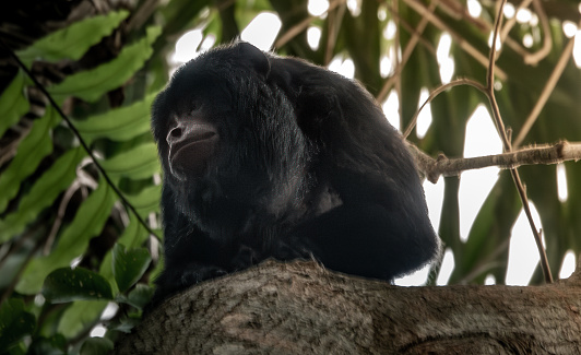 Male black howler (Alouatta caraya) monkey or black-and-gold howler, Santa Rosa de Yacuma Protected Park, Rurrenabaque, Beni, Bolivia