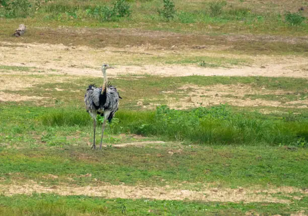 Photo of Greater rhea (Rhea americana, also known as Ã±andu or South American ostrich), Santa Rosa de Yacuma Protected Park, Rurrenabaque, Beni, Bolivia