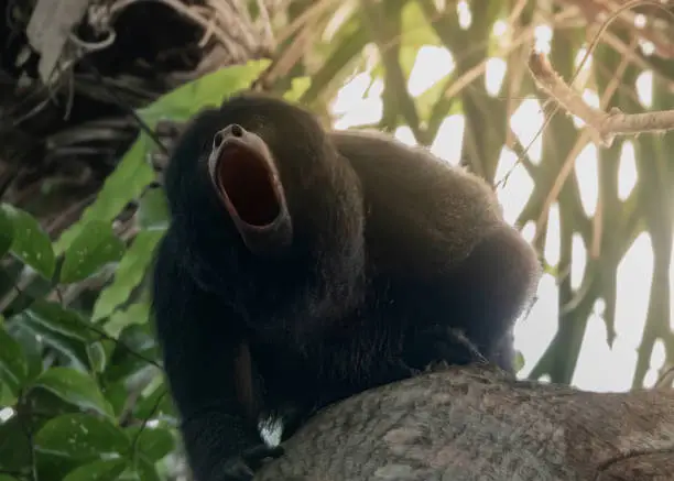 Photo of Male black howler (Alouatta caraya) monkey or black-and-gold howler, Santa Rosa de Yacuma Protected Park, Rurrenabaque, Beni, Bolivia