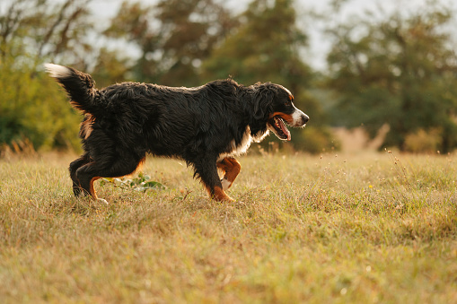 Cute bernese montain dog walking o a grass in park or some field outdoors on a sunny day,