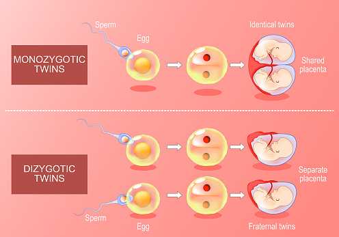 Zygote development in monozygotic and dizygotic twins. From Fertilization, egg plus sperm to amniotic sacs formation. Isometric Vector. Flat illustration