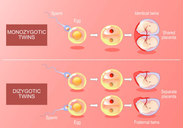 Zygote developments in monozygotic and dizygotic twins. Zygote development in monozygotic and dizygotic twins. From Fertilization, egg plus sperm to amniotic sacs formation. Isometric Vector. Flat illustration fertilized egg stock illustrations