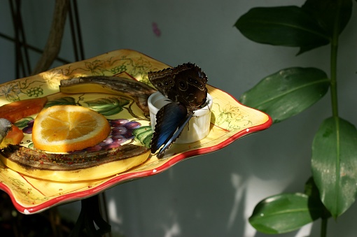 This picture shows a butterfly feeding on what looks like a small white plate containing a slice of fruit, possibly banana, and a drop of liquid. The plate is placed on a larger, colorful dish that has other fruit slices, such as orange, and some other indistinguishable items. The larger dish has a design that features grapes and leaves on it. The lighting in the photo suggests it is a bright sunny day, creating a sharp contrast of light and shadow. There is a portion of a plant with green leaves in the background, indicating the setting might be a garden or a controlled environment like a butterfly house. The butterfly has its wings closed, showing the underside which has eye-spots and a range of brown and tan colors with a hint of iridescent blue near the body.