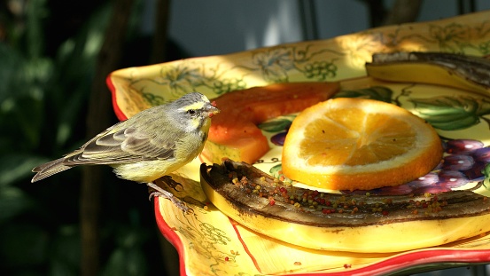 This is an image of a small bird perched on the edge of a yellow decorative dish with a floral border that contains a slice of orange fruit and a half-eaten banana smeared with birdseed. The bird appears to be pecking at or surveying the banana. The dish is placed outside, as indicated by the natural lighting and green foliage in the blurred background. The bird seems to be a finch, recognizable by its conical beak and the yellowish-green plumage on its back. The overall setting looks like a garden or an outdoor space arranged to feed birds.