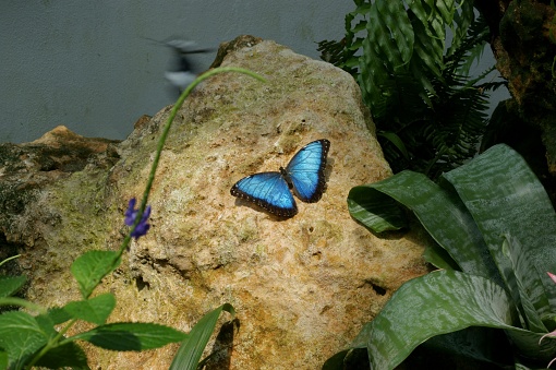 The picture depicts a vibrant blue butterfly resting on a rough, textured rock. The butterfly's wings are open, showcasing their stunning blue color, with black edges and what seems like white spots or patterns on the lower wings. The surrounding environment includes green foliage, with a variety of plants and leaves that suggest a natural, possibly tropical setting. There's a blurred movement of another butterfly or insect in the background, giving a sense of life and activity in the scene. Light seems to be shining down from above, perhaps through a canopy, highlighting the butterfly's colors and casting gentle shadows on the rock. There's a hint of a purple flower to the left edge of the frame, possibly a part of the natural habitat of the butterfly.