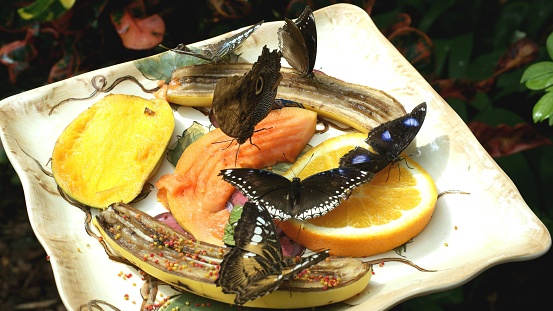 This picture shows a ceramic plate filled with various fruit slices and peels attracting a number of butterflies. On the plate, there are slices of oranges, bananas, and possibly mango or papaya. The butterflies are of different sizes and colors; there are at least two with a striking blue and black pattern on their wings, while others are shades of brown or have eye patterns on their wings. The plate appears to be set in a garden or natural environment with foliage in the background, suggesting it may be a butterfly garden or a conservation area designed to feed and attract butterflies. The fruit looks ripe and is laid out in a manner that is easy for the butterflies to access.