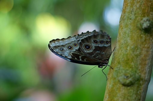 This image features a close-up of a butterfly perched on the trunk of a tree. The butterfly has intricate patterns on its wings, primarily in shades of brown with eye-like markings that could serve as camouflage or a deterrent for predators. The wings are slightly open while the butterfly is at rest. The background is a soft, blurred green, indicating a lush, natural environment, and suggests that the photo was taken in a garden or forest with ample foliage. The focus on the butterfly allows for a clear view of its delicate structure and the texture of both its body and the tree bark it is resting upon.