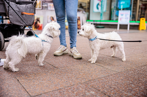 Two Maltese dogs looking each other in the city