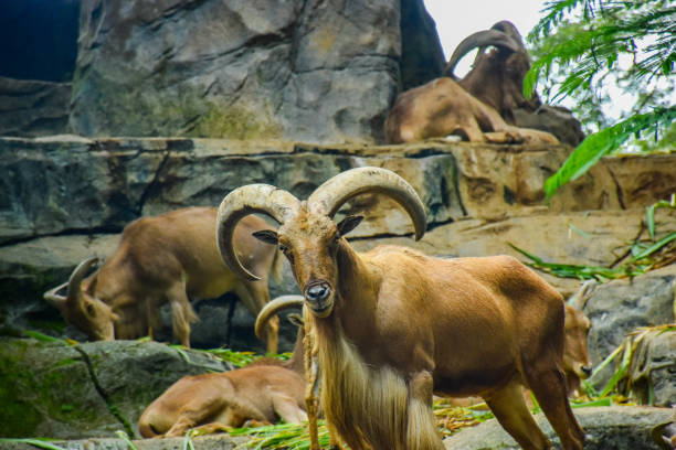 istock hill goat stock photo 1997868504