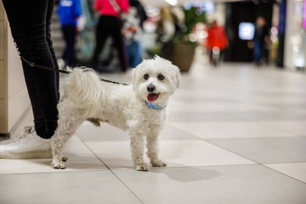 istock Cute little dog watching people while woman shopping 1997869021