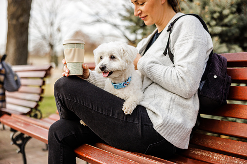 Maltese dog enjoying on woman's lap while she using smartphone