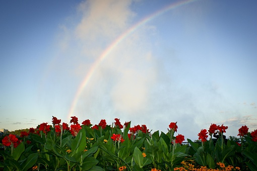 This image depicts a beautiful natural scene with a vibrant rainbow arching across a blue sky with a few wispy white clouds. In the foreground, there is a collection of flowers with lush green foliage. The flowers appear to be red canna lilies, paired with some yellow-orange blooms which could be marigolds or similar species. This combination of the colorful rainbow and the bright flowers creates a picturesque and serene landscape. The photo seems to be taken in the early morning or late afternoon, given the soft lighting and the clear presence of the sky.