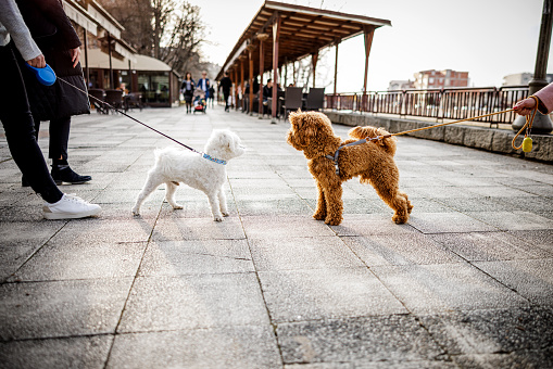 Barbet and Maltese dog meet each other at sunset