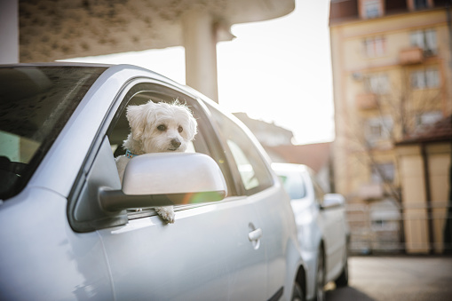 Cute Maltese dog waiting owner in car at sunset