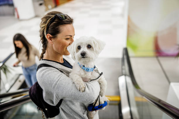 Young woman carrying her dog while shopping Young woman carrying her dog while shopping mall walker stock pictures, royalty-free photos & images