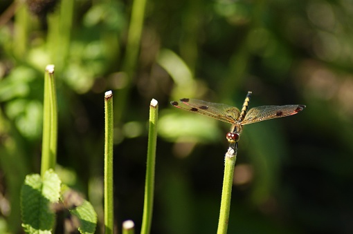 This is an image of a dragonfly perched at the top of a thin, green stem or plant stalk. The dragonfly appears to have its wings spread outward, and the wings seem translucent with visible veining and a few spots of color. The dragonfly's body is elongated, and it looks like its head is facing towards the camera, possibly with its compound eyes visible. The photo is taken in a natural environment with a soft-focus background featuring shades of green, suggesting it's in a grassy or garden area with more foliage behind. The light seems natural, likely from the sun, casting some shadows and highlights on the stems and the dragonfly, which enhances the depth of this serene scene.